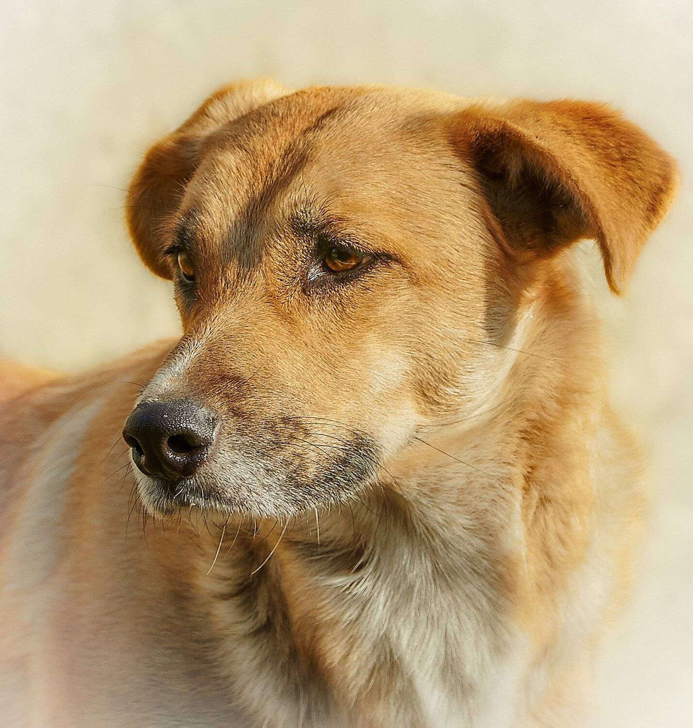 , Олег Богданов