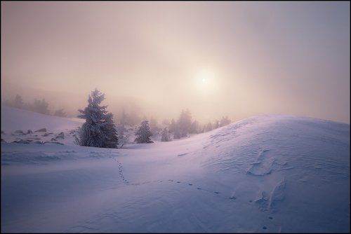 Верблюды в Облаках