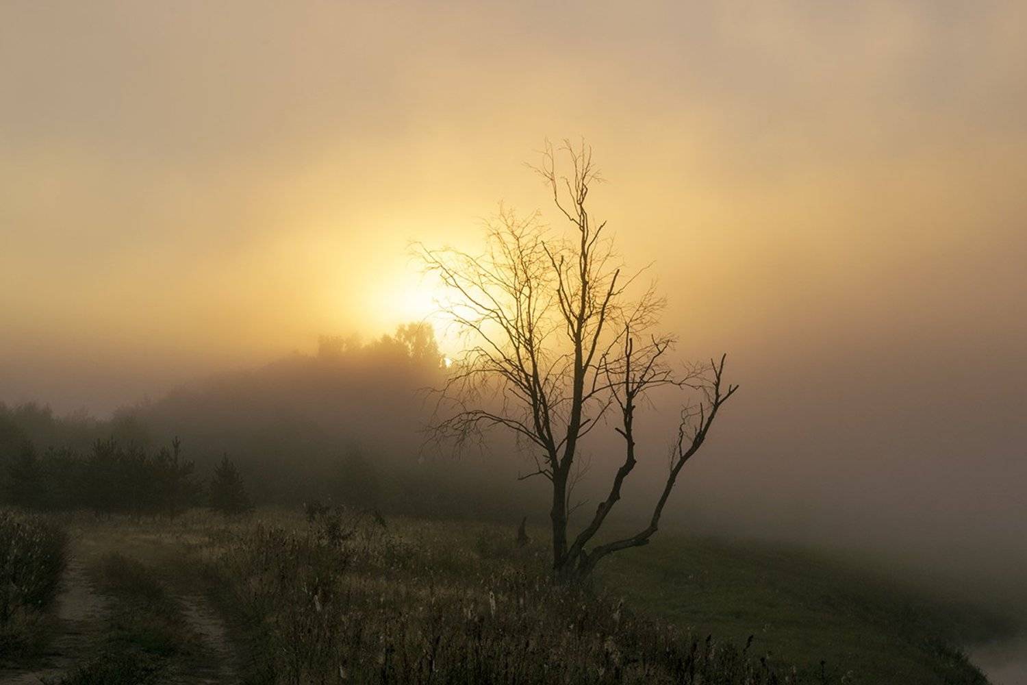 россия, природа, рассвет, смоленская область, лето, солнце, туман, река, угра, Денис Щербак