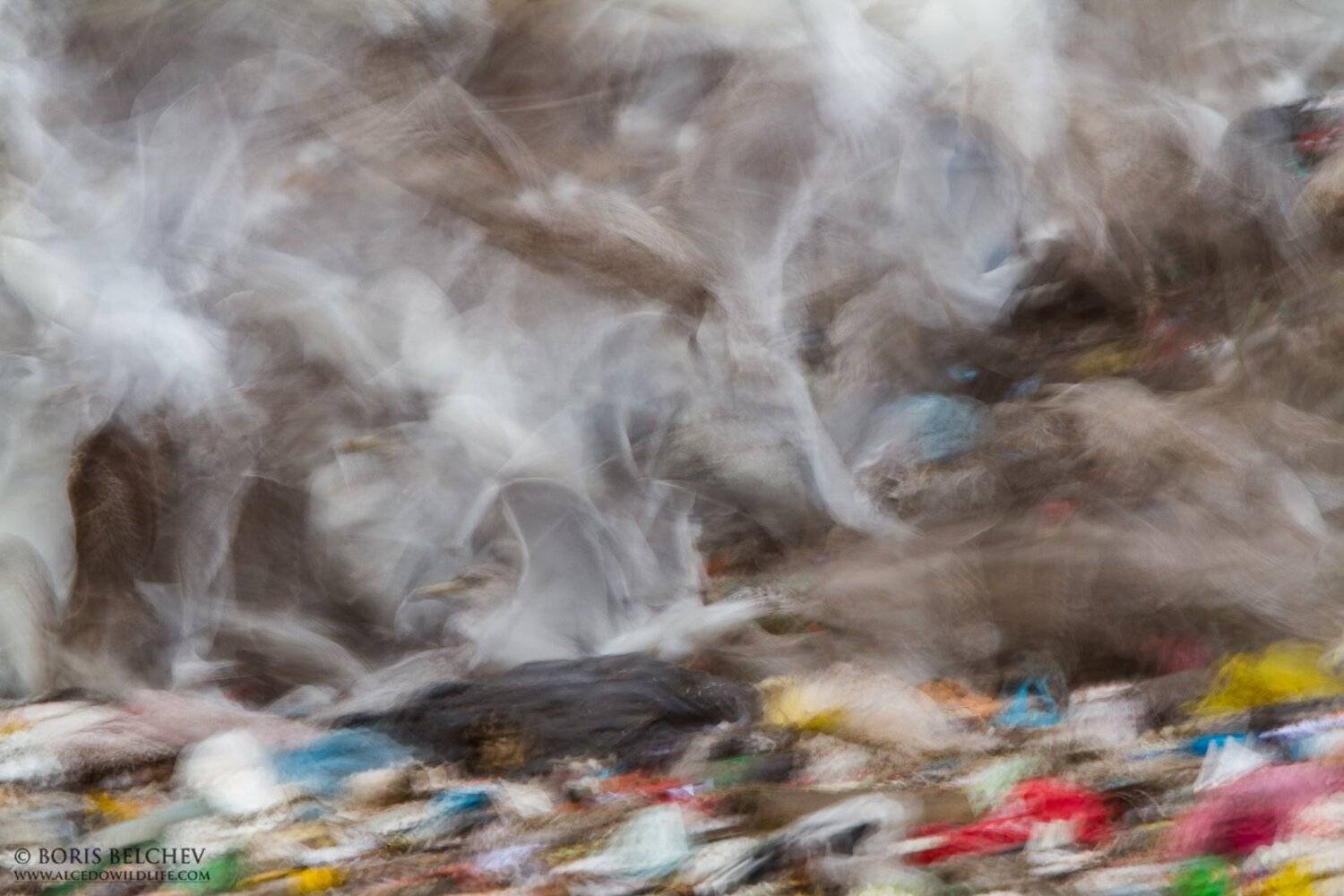 , Борис Белчев