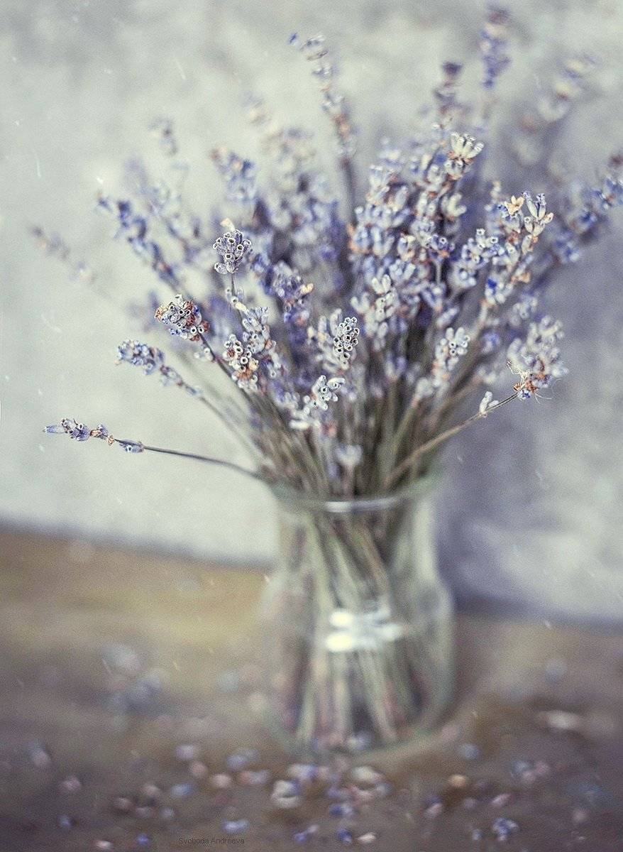 горькая лаванда*. Автор: Svoboda Andreeva , Svoboda Andreeva