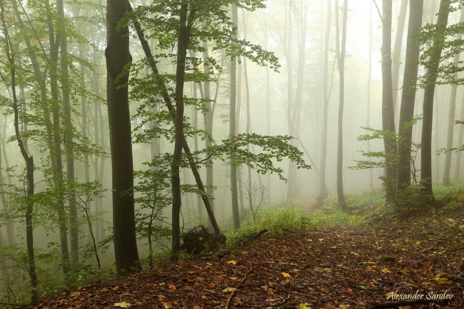 , Александър Сандев