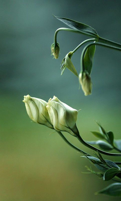 ^,,^ фото превью
