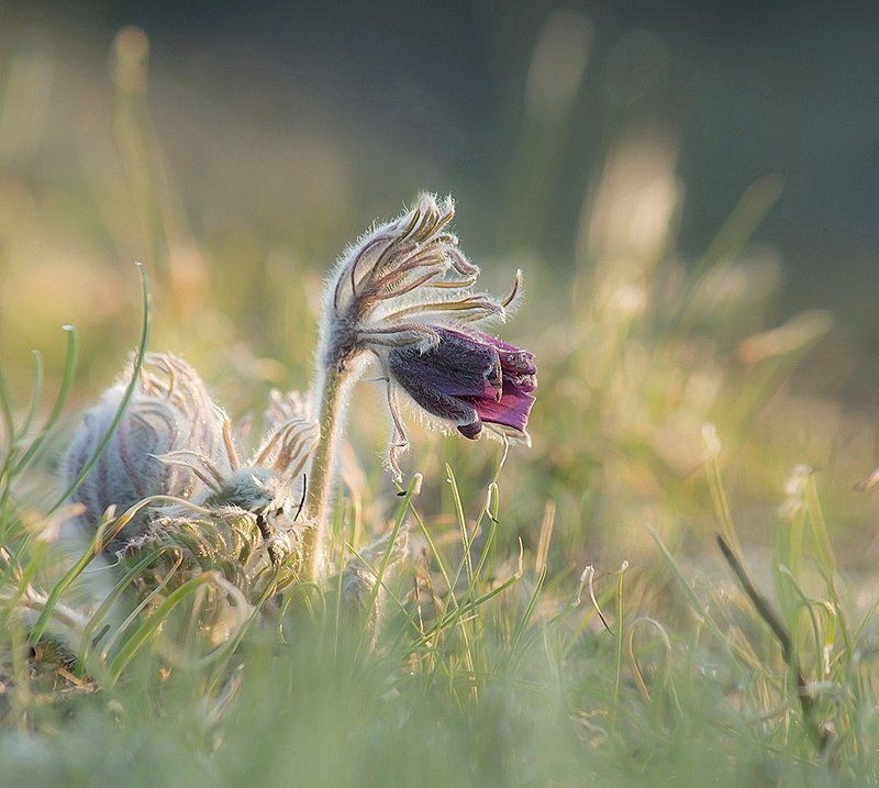 Пробуждение Сон-Травы. фото превью