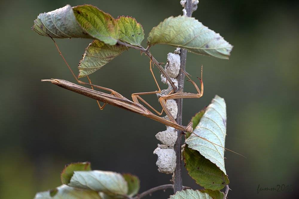 , Игорь ФУММ