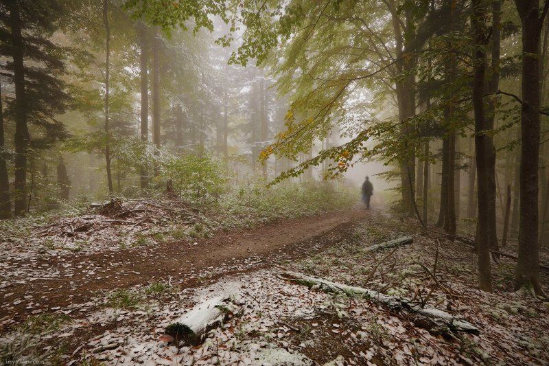 карпаты, грибы, октябрь В лесу фото превью
