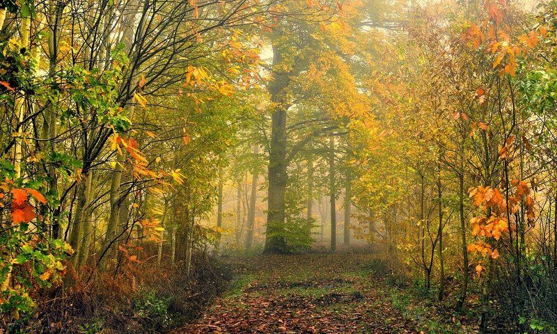 The colors of the autumn. фото превью
