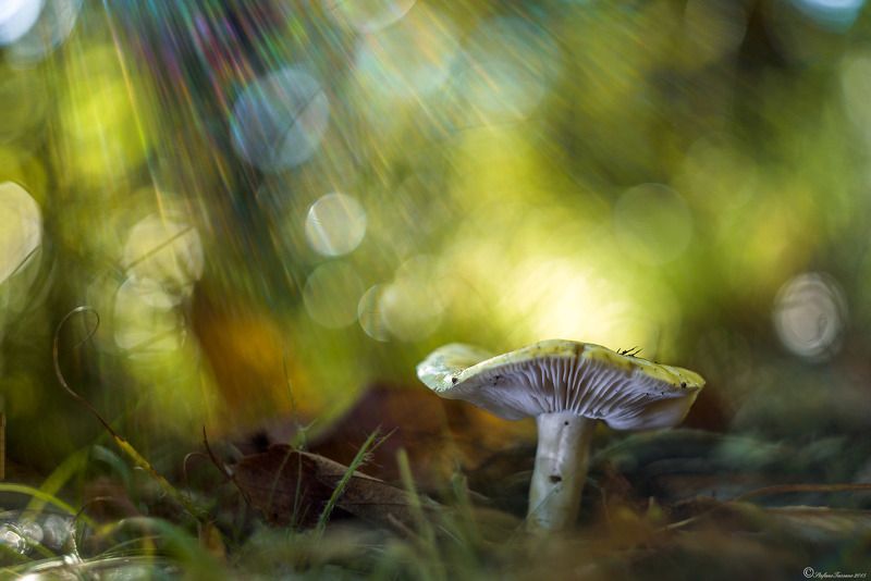 the smells of the woods