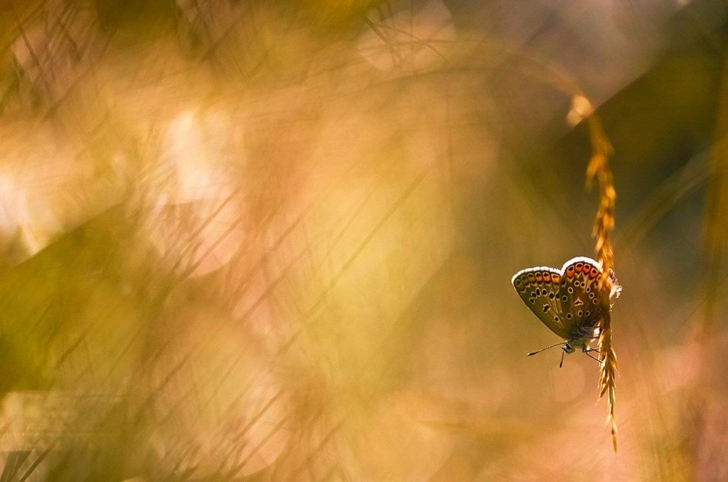 , Вячеслав Мищенко