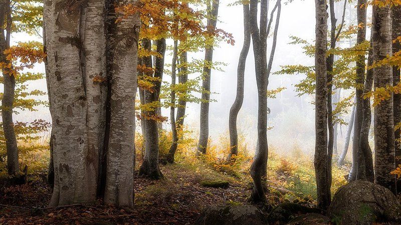 българия, витоша, гора, тумань Перед взором леса фото превью