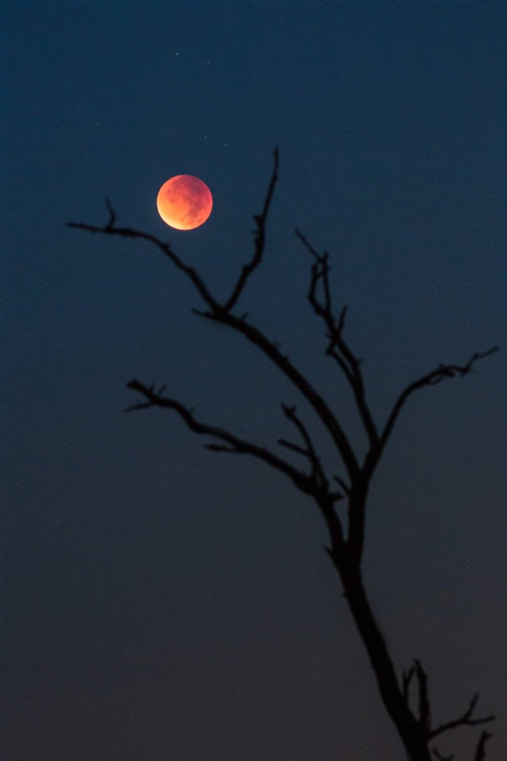 луна, затмение, дерево, небо, силуэт, Коровин Кирилл