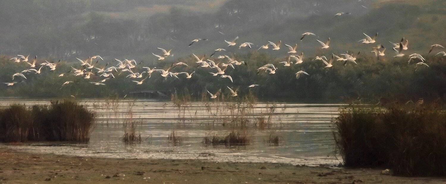 одесса, Сергей Кошелев