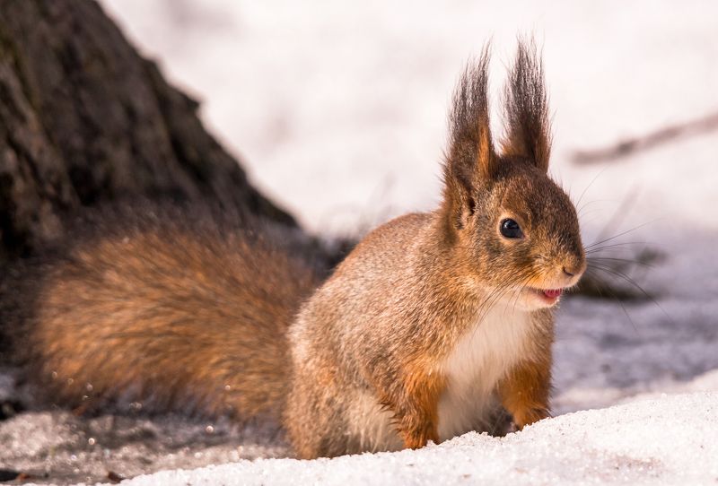 белки Химический белк фото превью