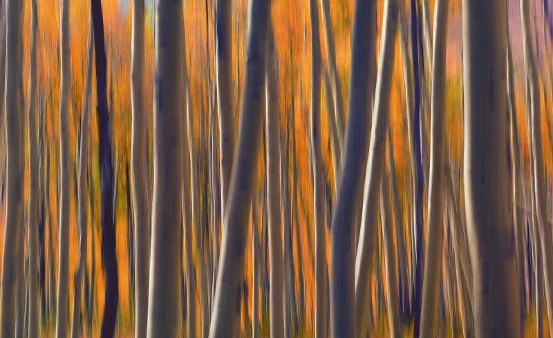 light of forest in autumn фото превью