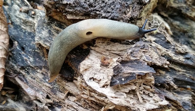 парк тимирязевской академии, лесная фауна Слизень фото превью