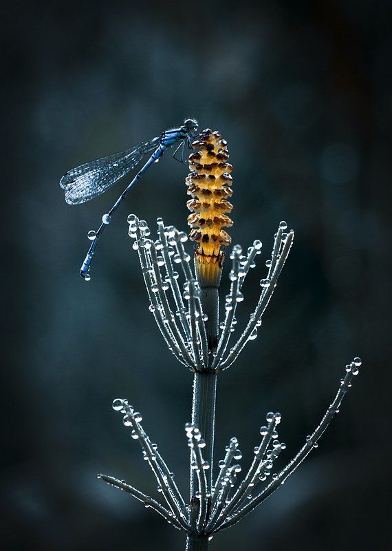 Утро ...  Бррр ... фото превью