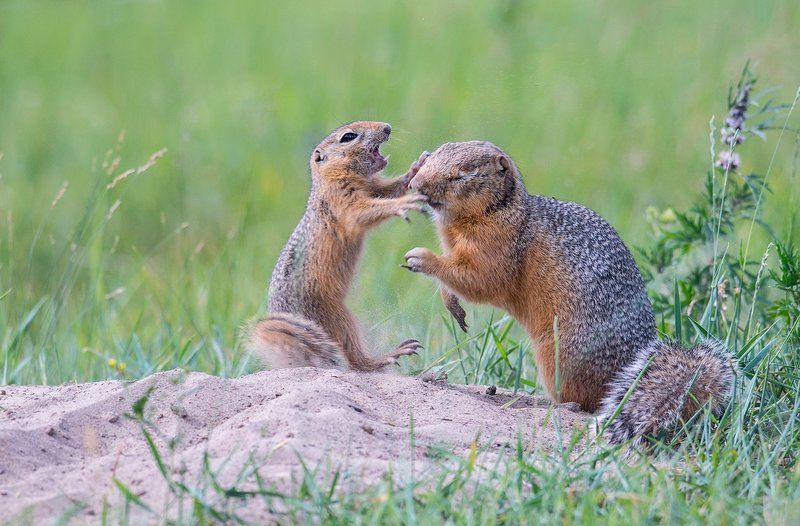 Суслячья разборка фото превью
