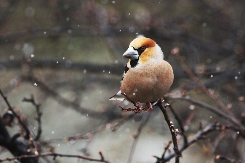 Дубонос фото превью