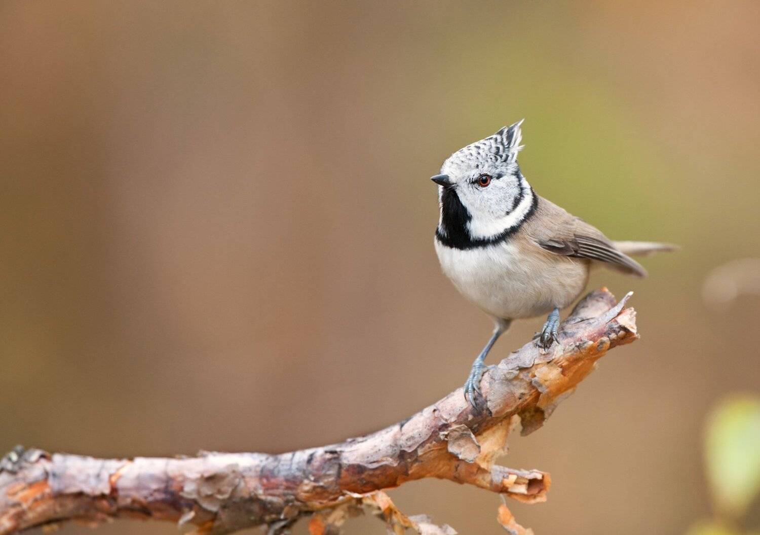 , Юрий Кулаков