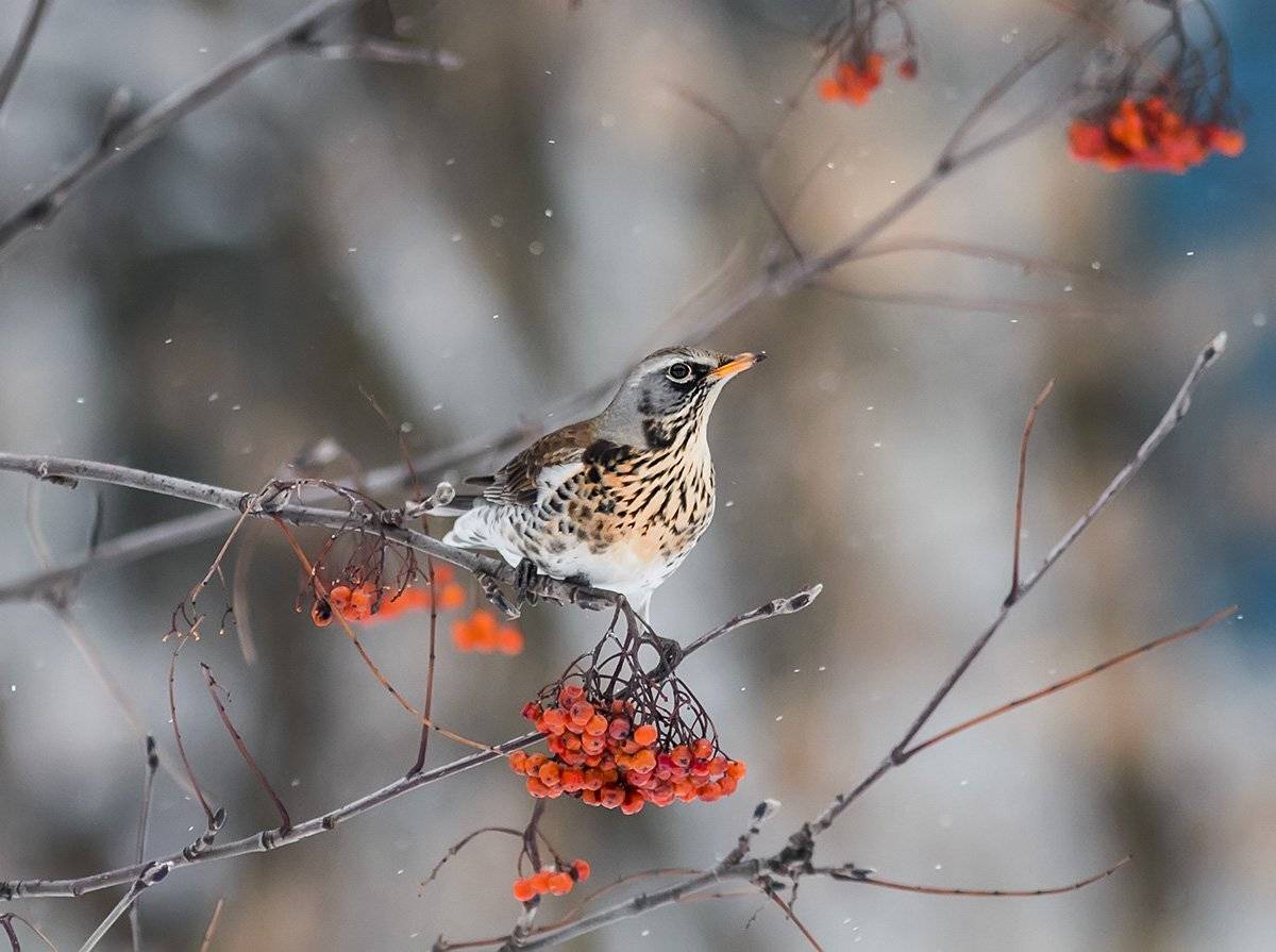 Птицы, Наталья