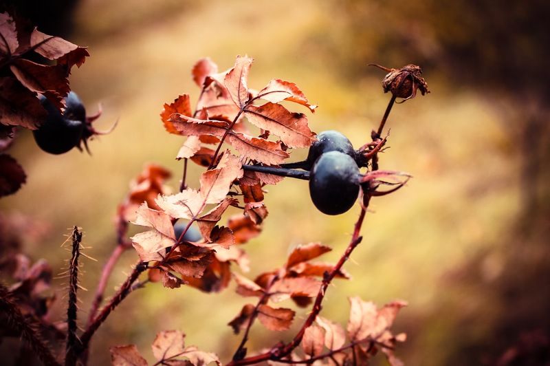 Есть такое время года, когда случаются чудеса.  фото превью