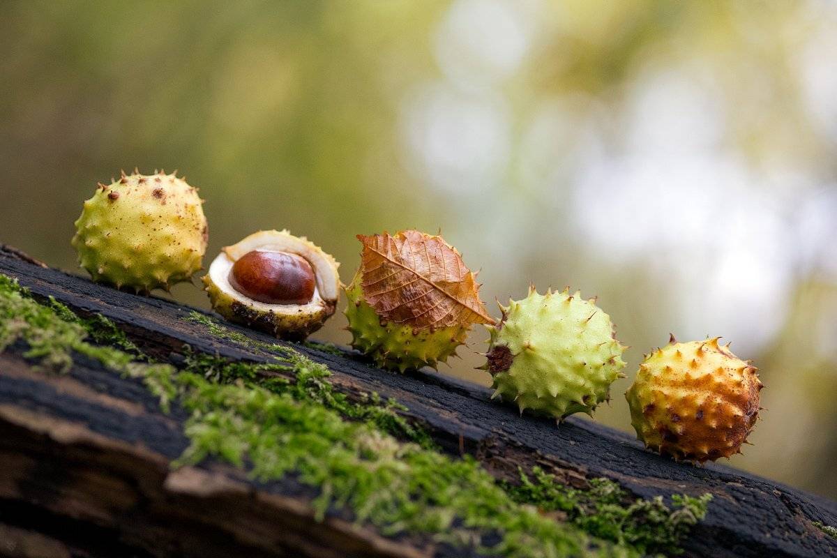 nature, fall, autumn, chestnuts,, Wojciech Grzanka