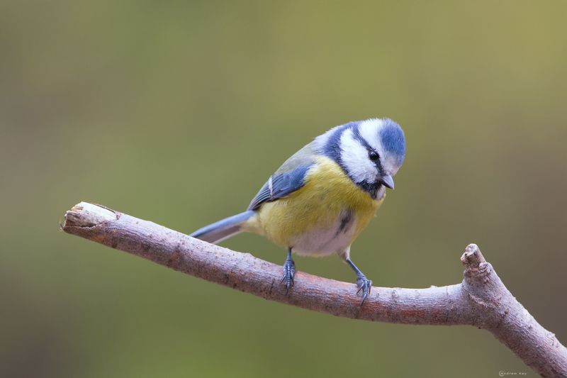 Лазоревка фото превью