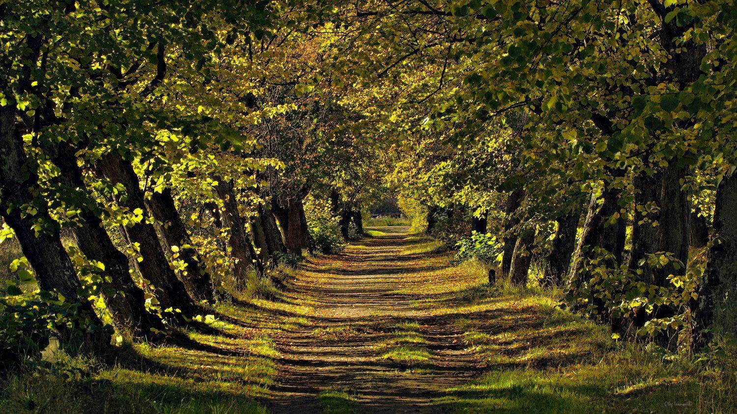 Липы, Луговой парк, Олег Иванов