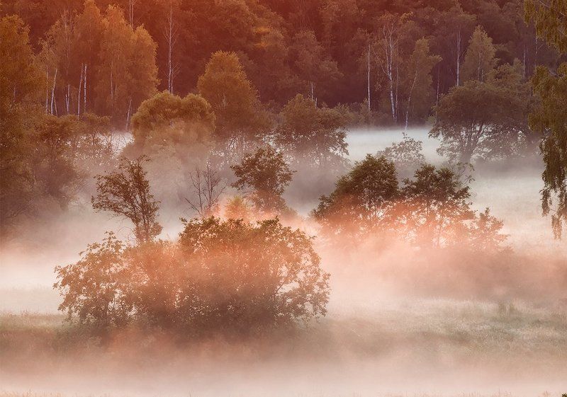 Утро в розовых тонах фото превью