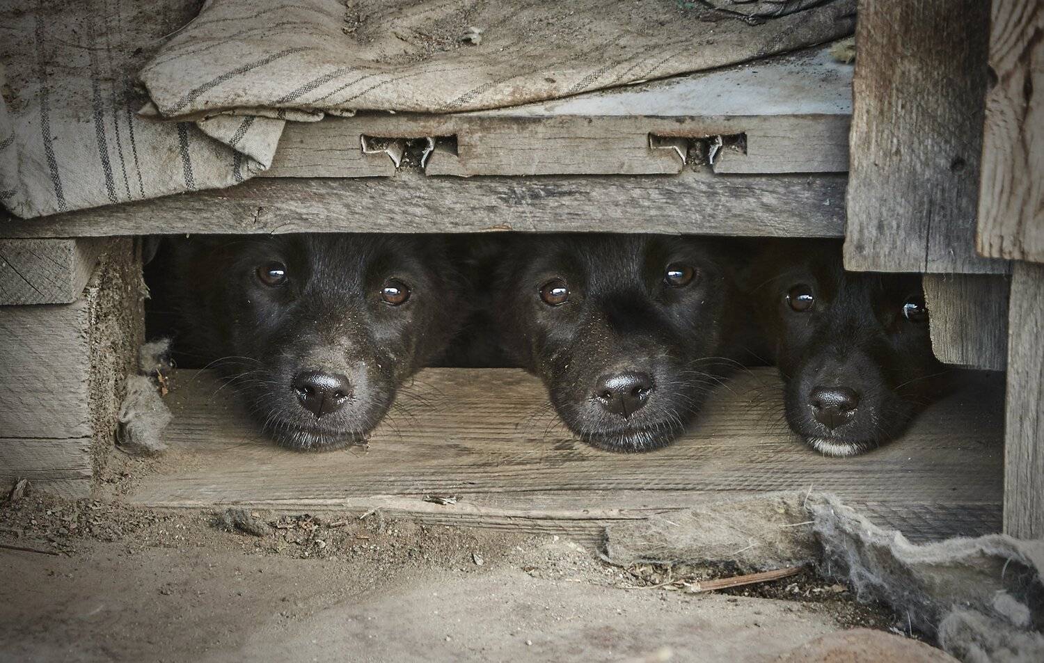 , Олег Богданов