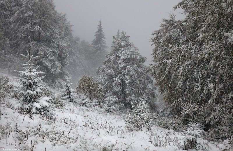 карпаты, снег, елки Однажды в октябре. фото превью