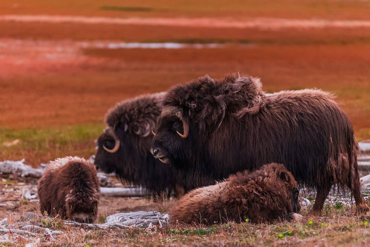 овцебык,тундра,арктика,якутия,море лаптевых,остров большой бегичев, Кирилл Уютнов