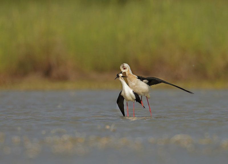 amore! фото превью