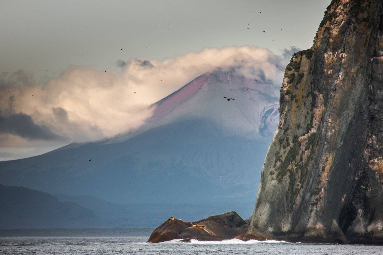 камчатка, сивучи, морские львы ,скала, сопка ,берег ,лежбище сивучей, Ирина Назарова