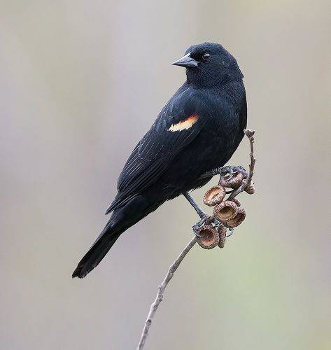 Красноплечий чёрный трупиал - Red-winged Blackbird