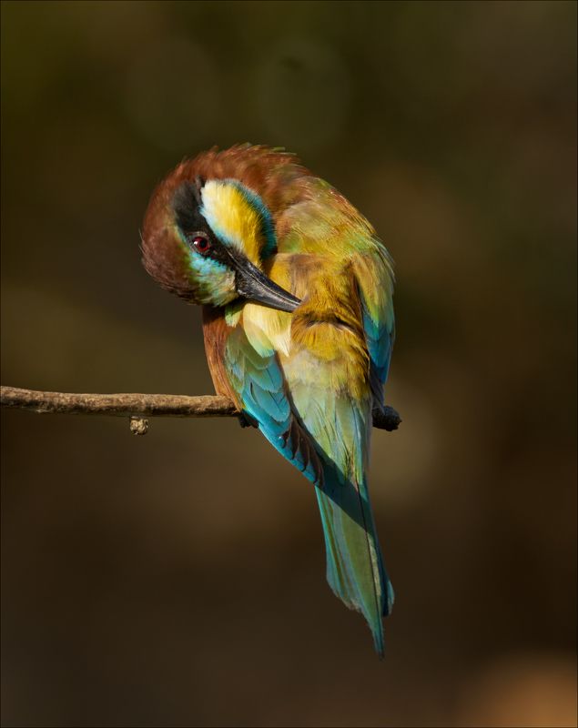 Как Стрекоза и майский Жук к Щурке в гости ходили... фото превью