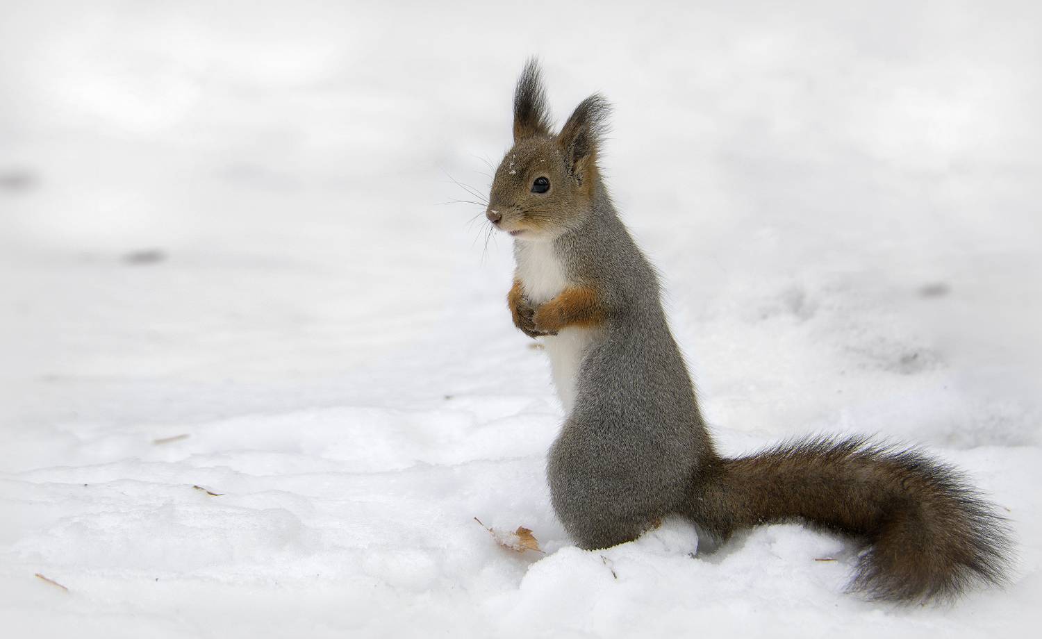 белка, Сергей Аникин