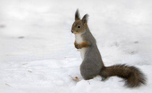 Белочка уже в пути...