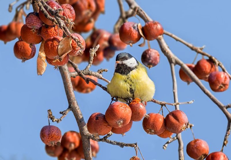 птица, синица, яблоки, зима, февраль, На зимних яблочках. фото превью