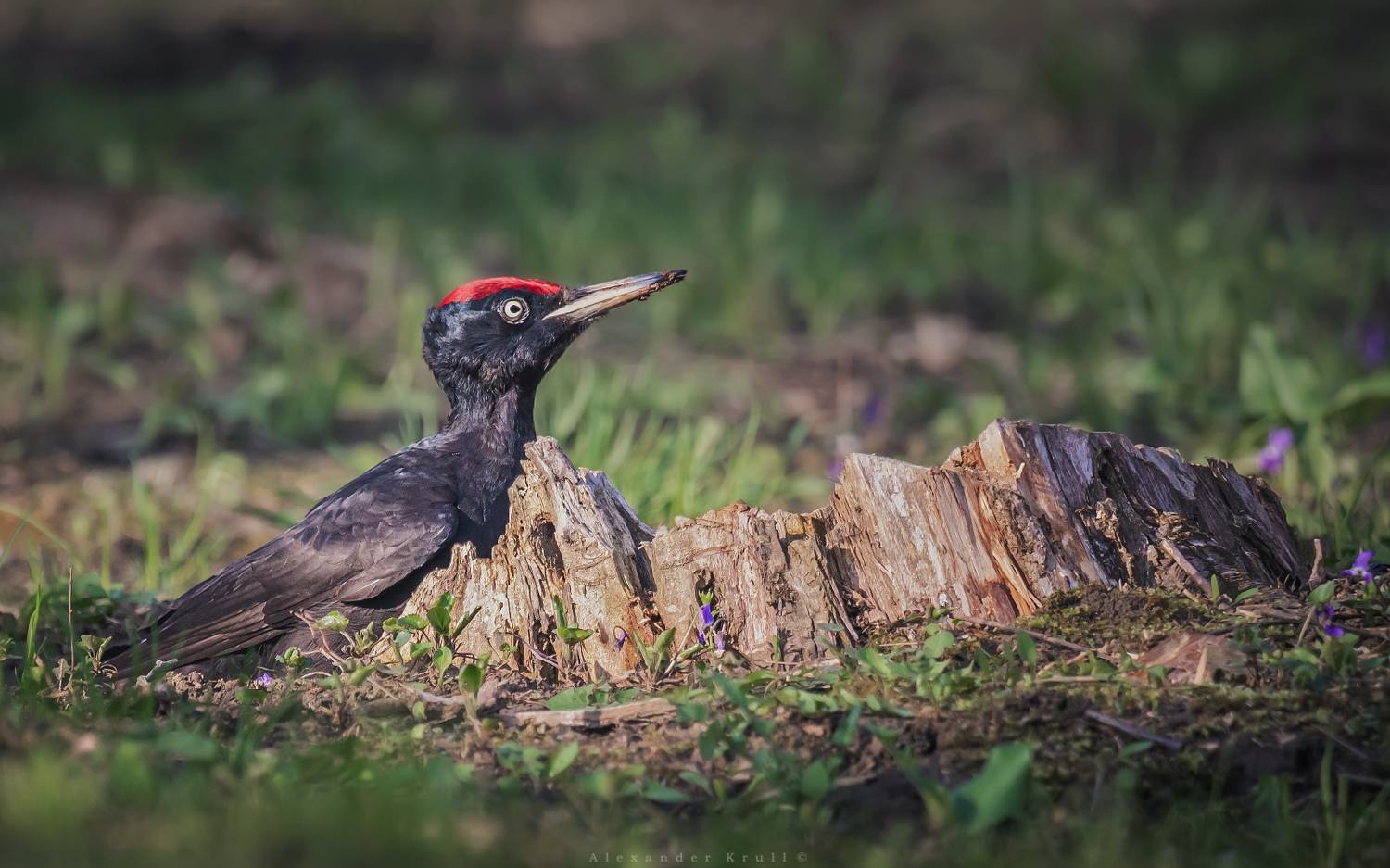 дятел, желна, Круль Александр