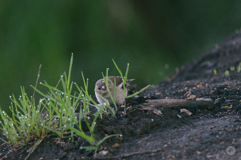 birds, animals, птицы, животные, птица, зяблик Прятки с зябликом фото превью