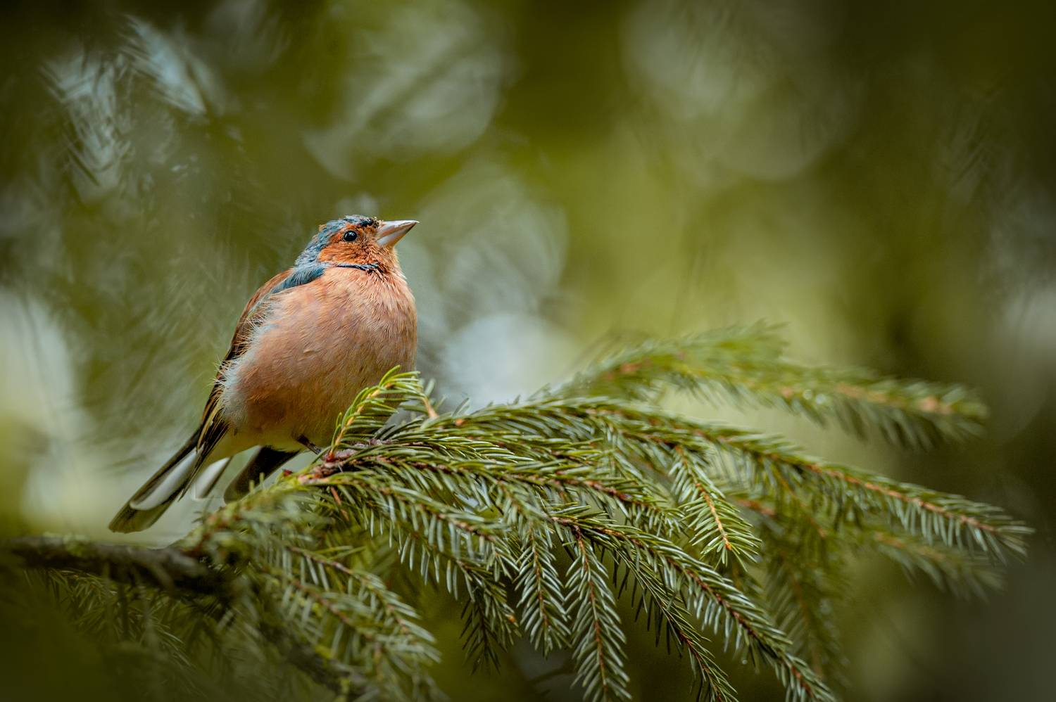 птицы, фото птиц, зяблик, птица, Громова Анна