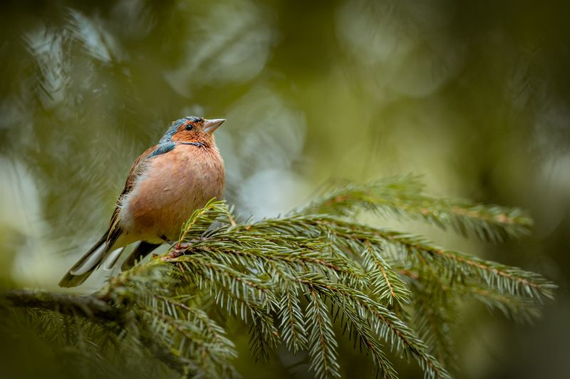 птицы, фото птиц, зяблик, птица Зяблик фото превью