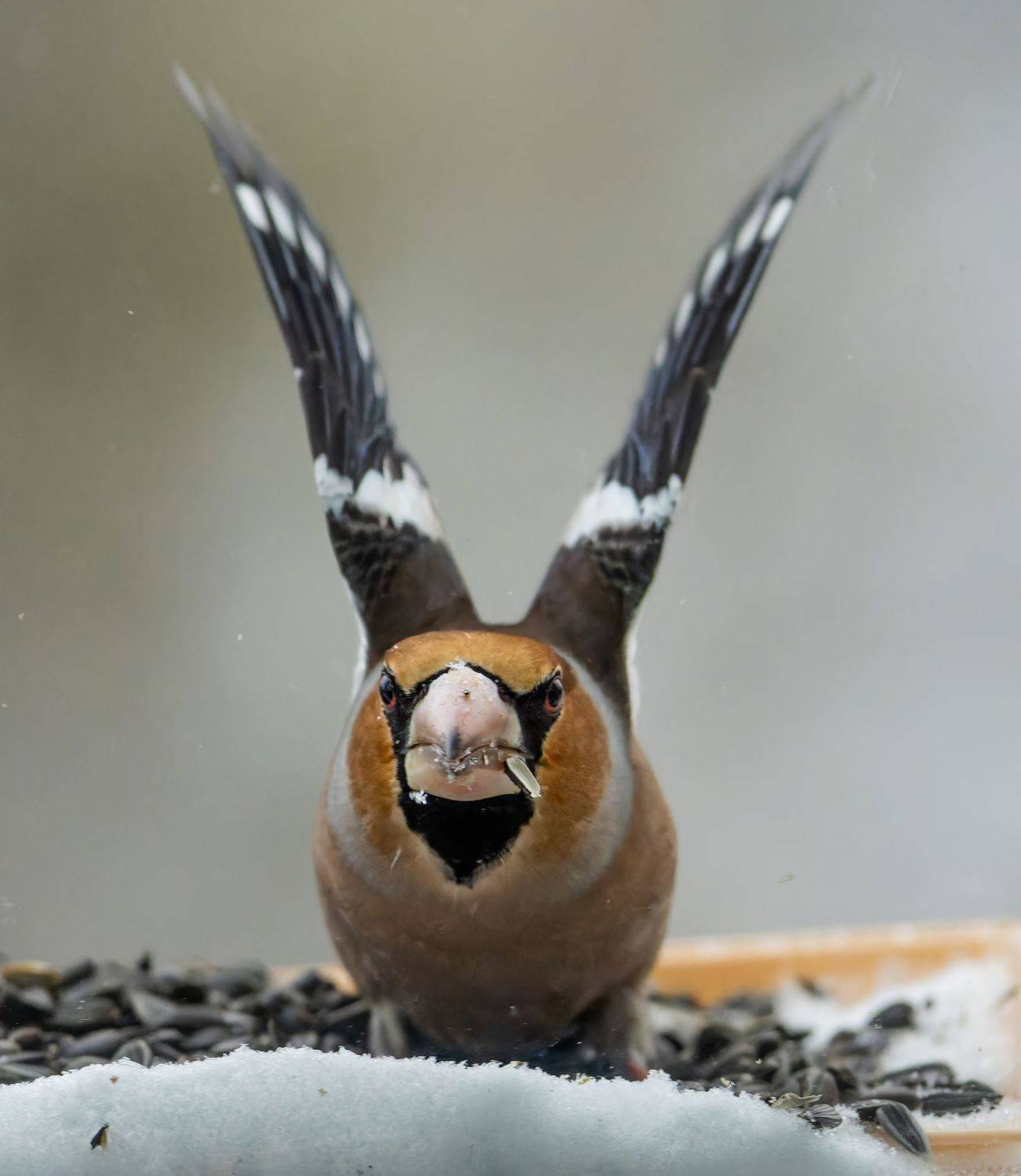 , Дэм Константин