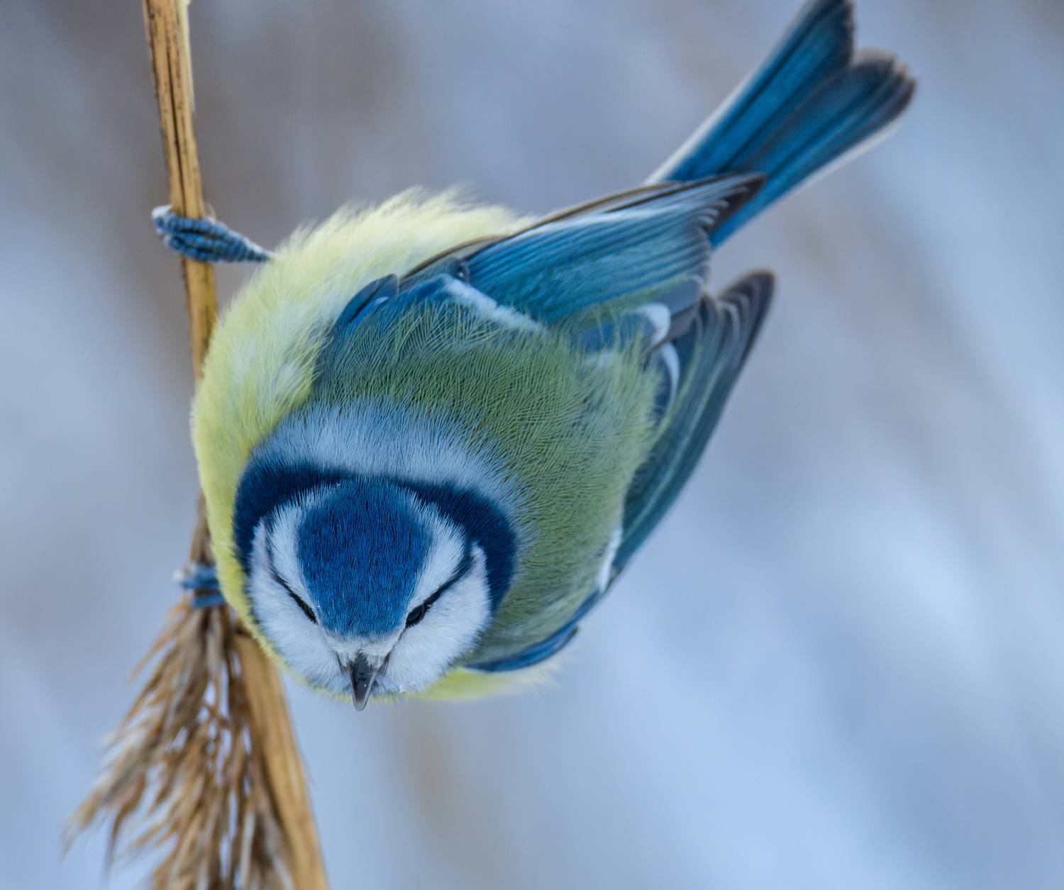 , Дэм Константин
