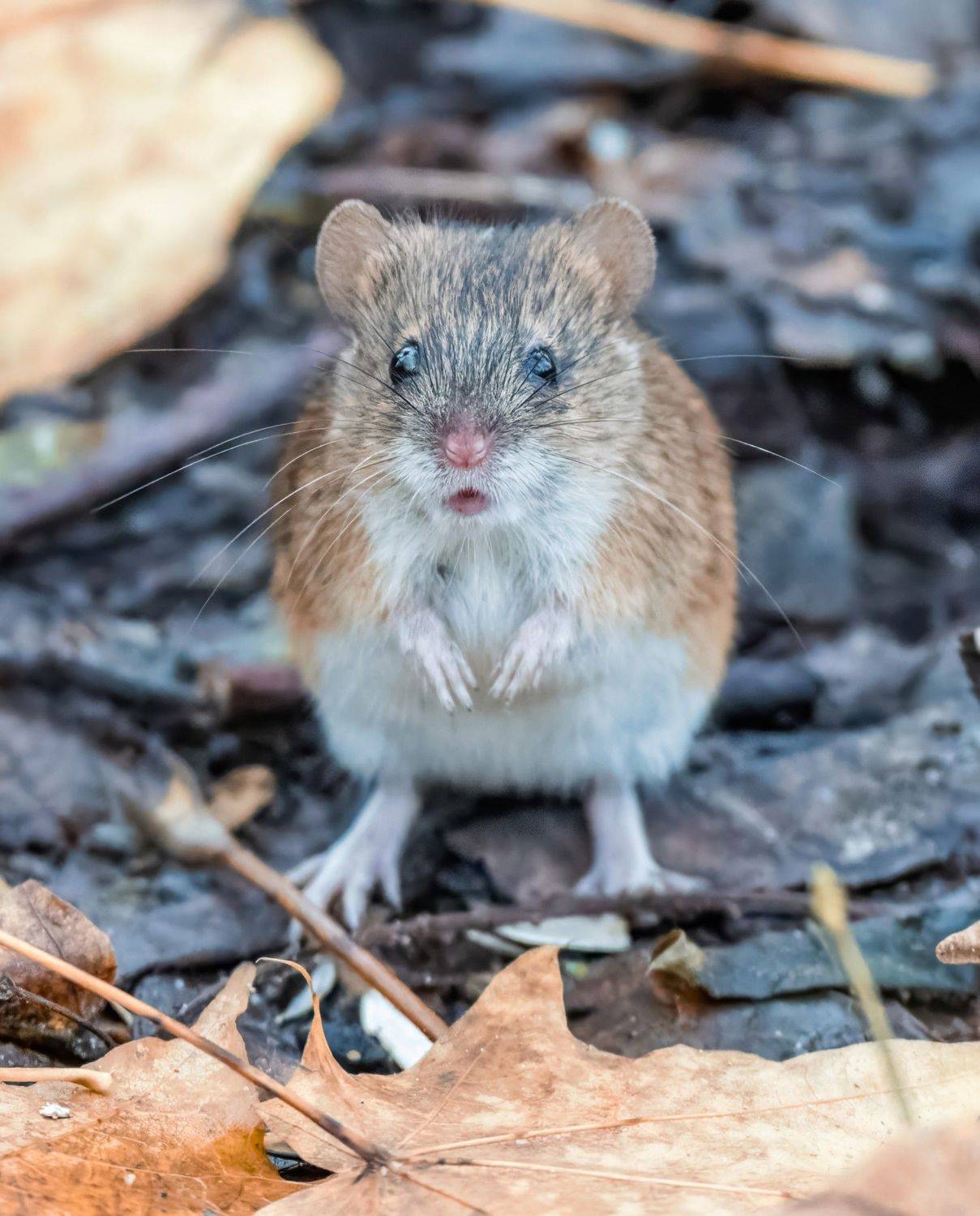 , Дэм Константин