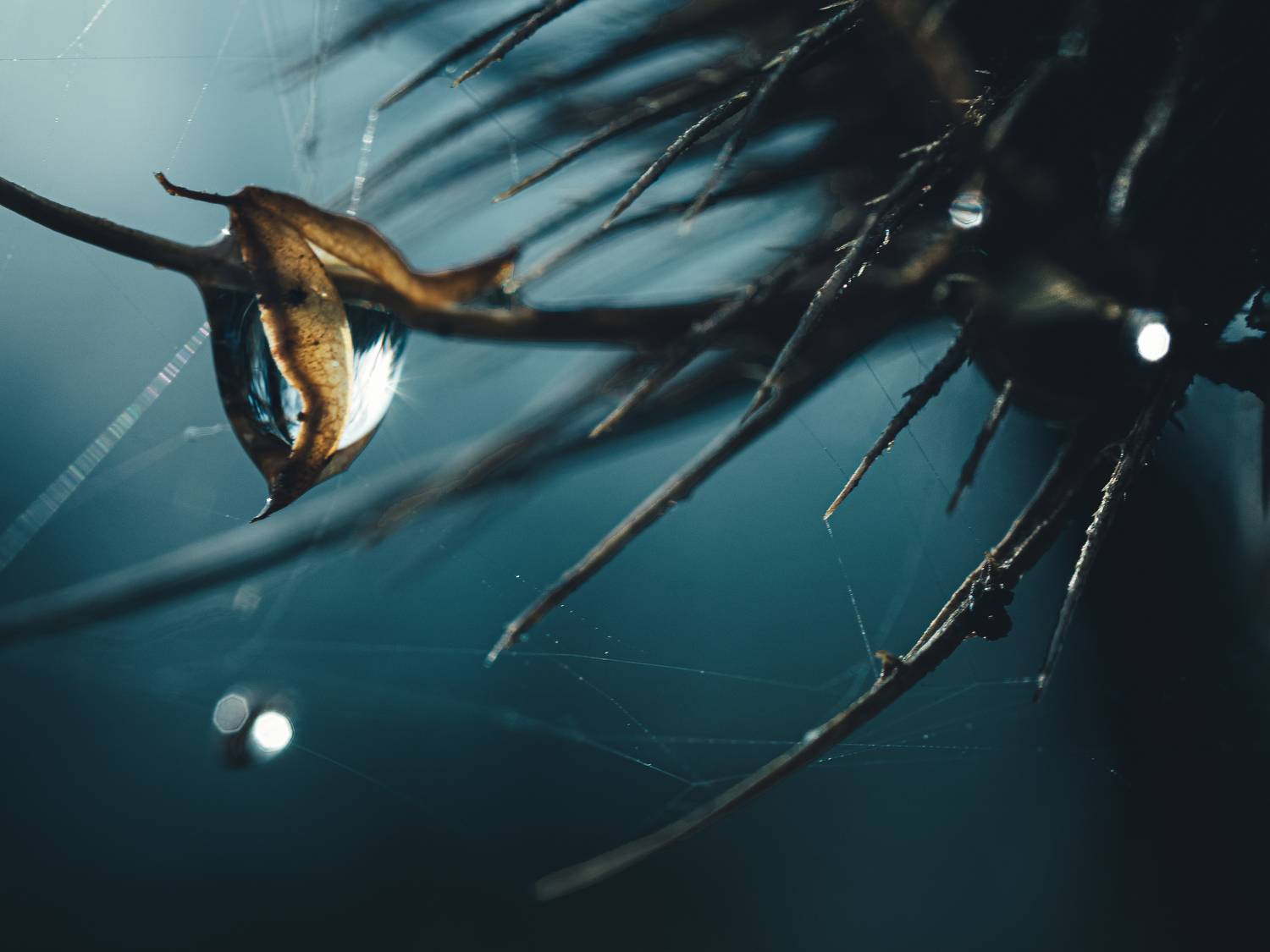 макро, капля, macro, droplet, Протченко Ирина