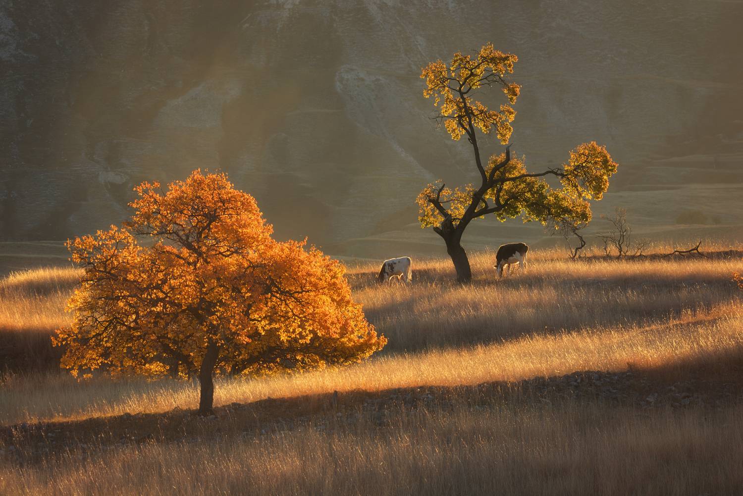 дагестан животные деревья кавказ, Максимова Ольга