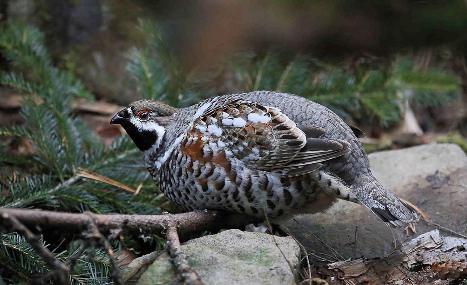 рябчик, Валерий Платонов