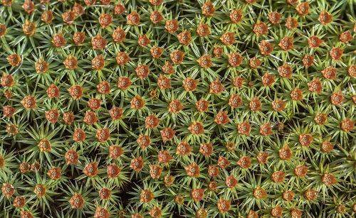 Миллион алых роз